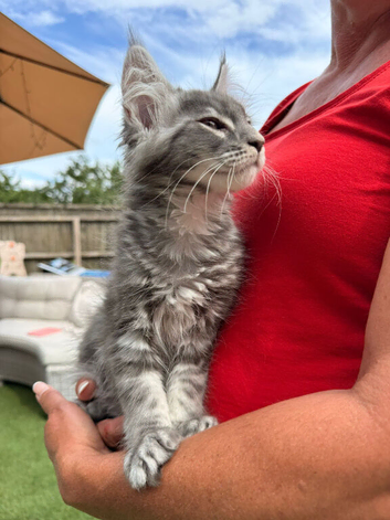 TICA reg Maine coon kittens