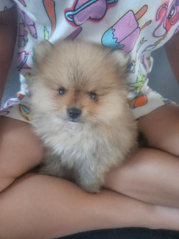 Tiny toy pom