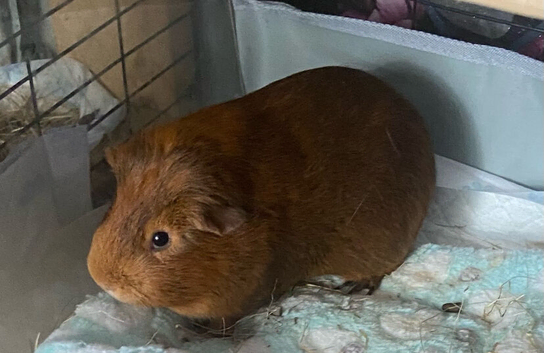 Beautiful male Guinea pig