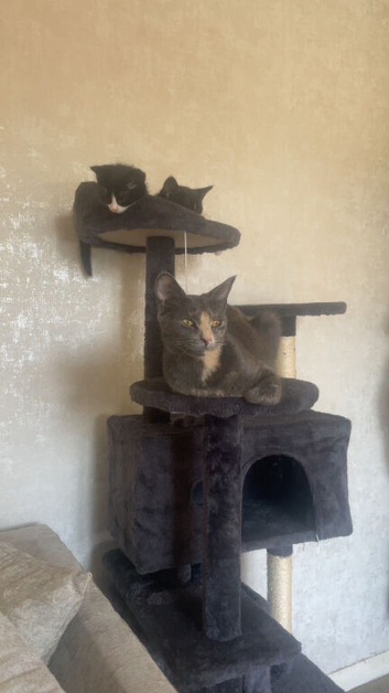 13 week old male kittens