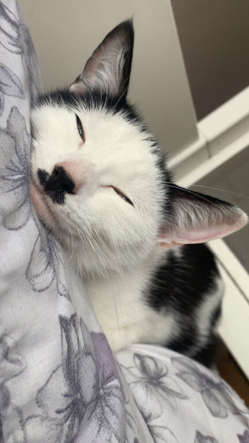 We have 3 beautiful kittens