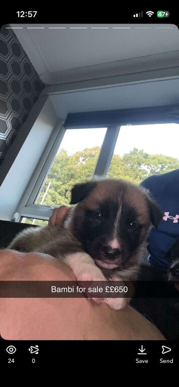 Shepsky puppy for sale ready to go