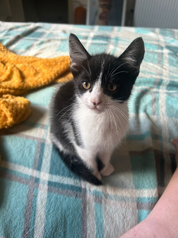 1 kitten ready to go