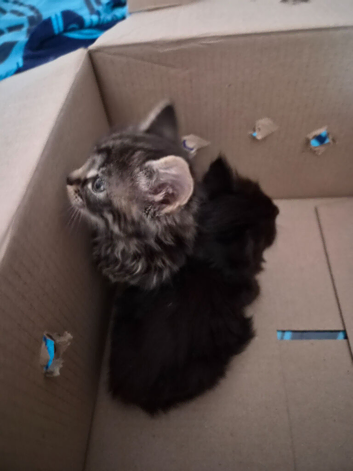 Sibling kittens 100 for both