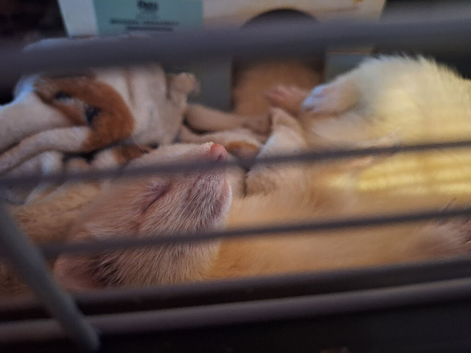 2 female ferrets