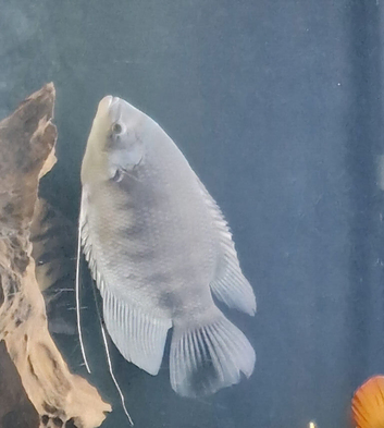 16 inch gourami. &pound;30