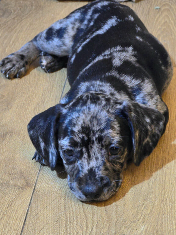 3 gorgeous Miniature French Weiner puppies