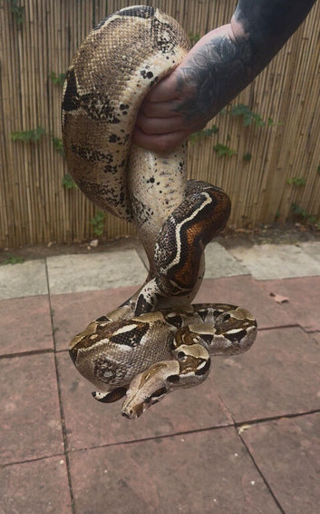 Adult male bci boa