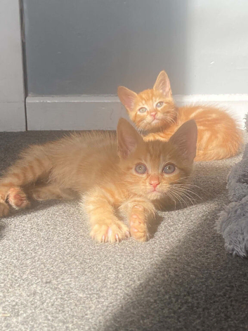 3 boy pure ginger kittens
