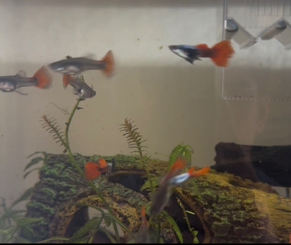 Juvenile guppies