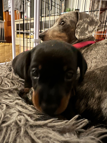 4 week old smooth haired miniature dachshund for sale