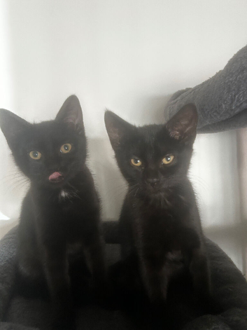 Two girls for adoption