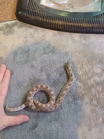 2 hognose
