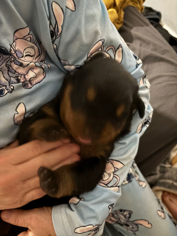 Rottweiler