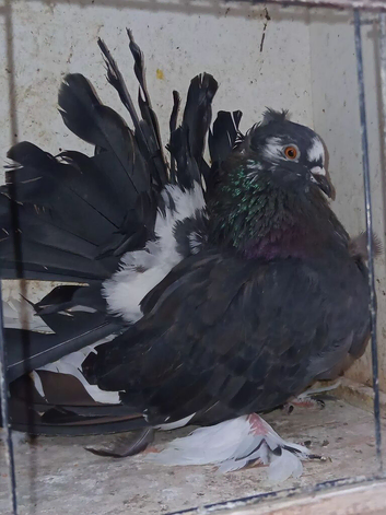 Indian Fantails for sale