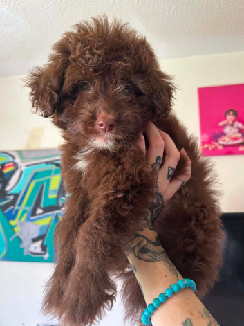 Cavapoo cross Pomsky