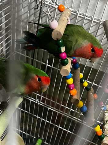 Peach Faced Lovebird