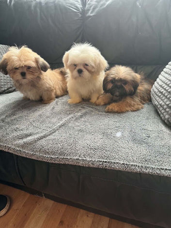 Shih Tzu  puppies