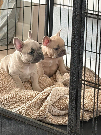 Gorgeous lilac fawn Frenchbull dogs