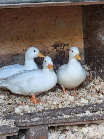 2 male call ducks