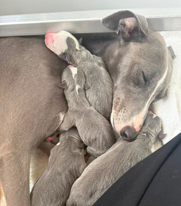 Beautiful Blue Wippet Puppies