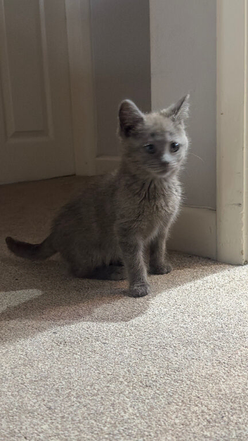 Russian Blue female Kitten For Sale 16 weeks