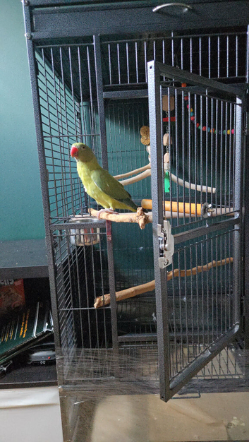 6 month old male Ringneck