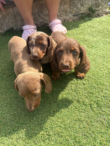 3 beautiful puppies for sale