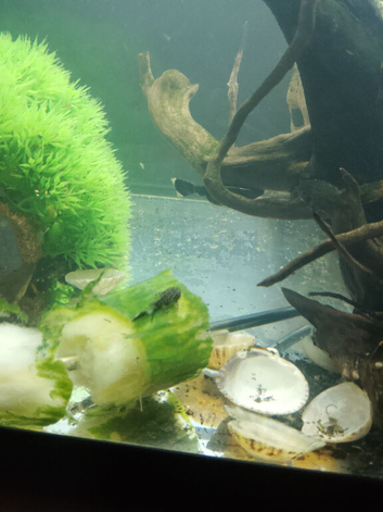 Bristol Noes plecs
