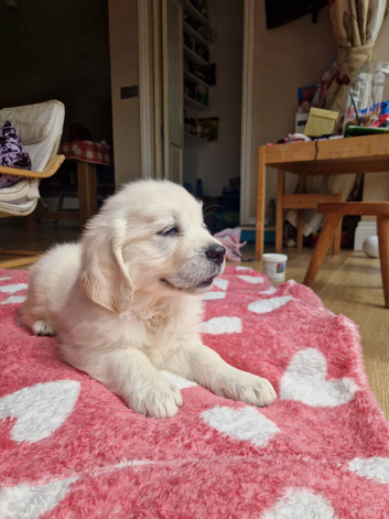 Golden retriever bitch puppy