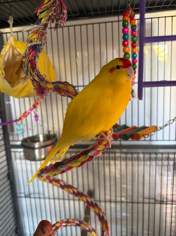 Kakariki parakeet