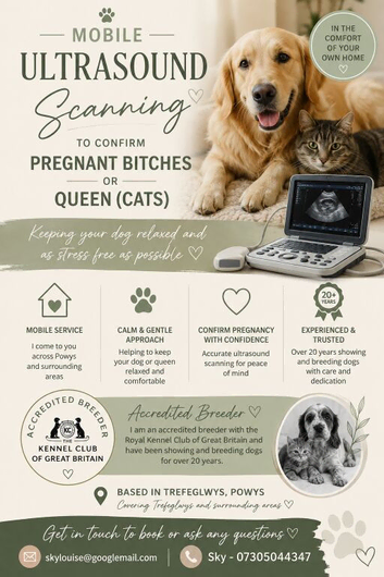 Bitch or Queen Ultrasound scanning