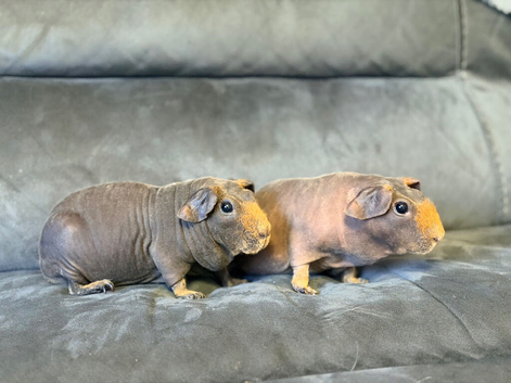 Skinny pig girls adult retired breeding sows pair
