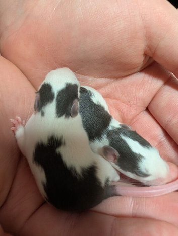 Mixed Dumbo Standard baby rats
