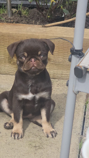 Chocolate and tan female pug