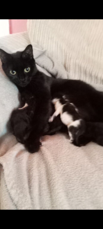Black female kitten for sale