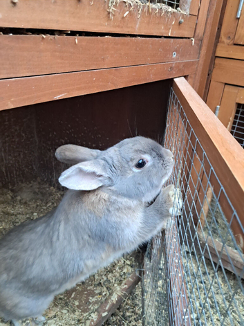 Male rabbits