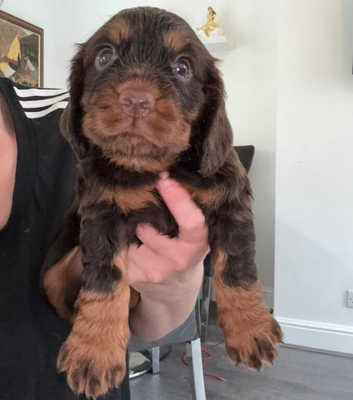 Fantastic working cocker spaniels
