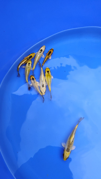 koi kabuto rare koi