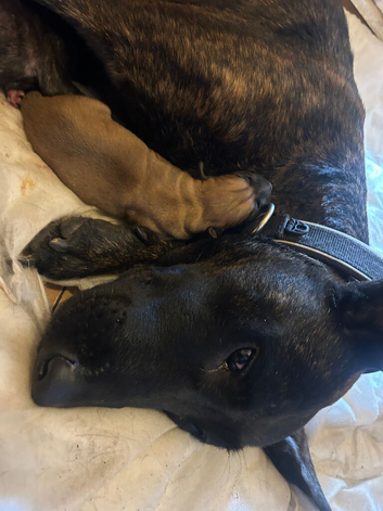 German X Dutch Shepherd puppies