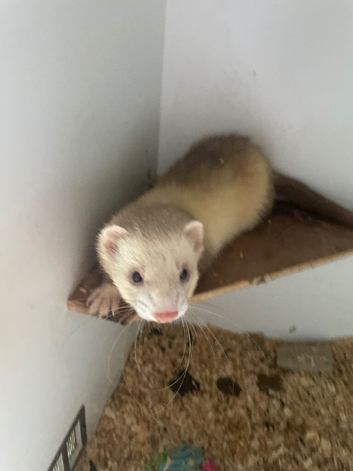 Ferret