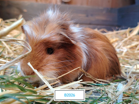 Beautiful Guinea pigs available now