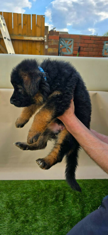 Long haired german shepherd puppies