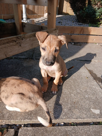 Lurcher pups