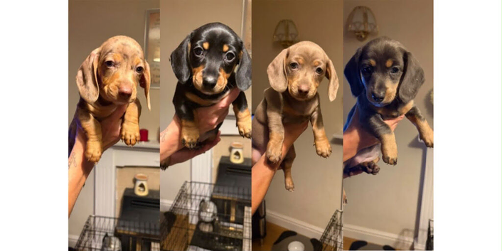 KC miniature daschund puppies stunning colours