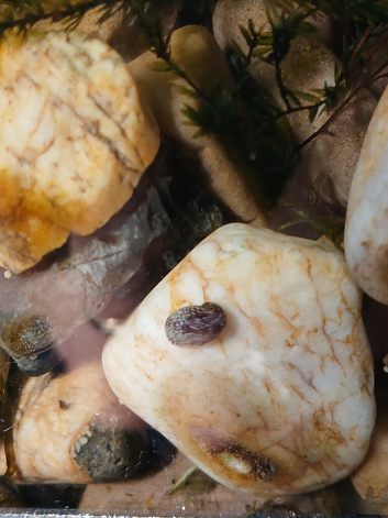 Nerite snails