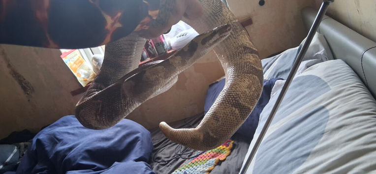 Royal python male.