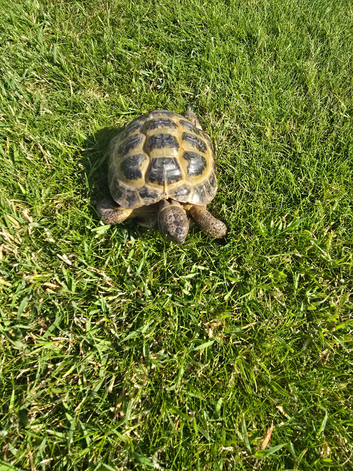 Russian tortoise