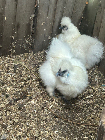 Silkie and other hens