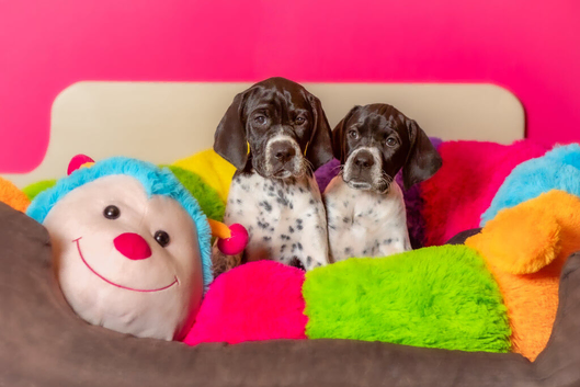 Stunning KC reg Pointers 2 girls available